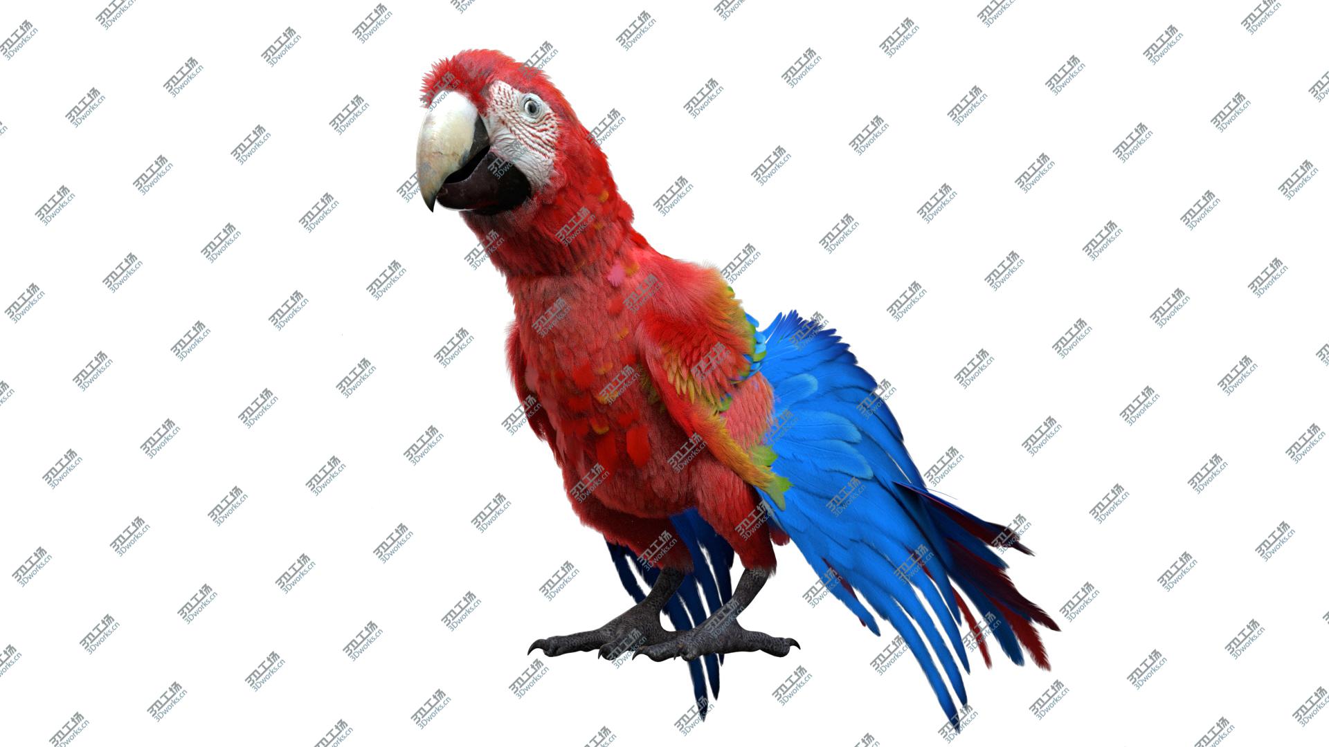 images/goods_img/20210113/3D Scarlet Macaw Parrot Fur Animated Rigged model/3.jpg